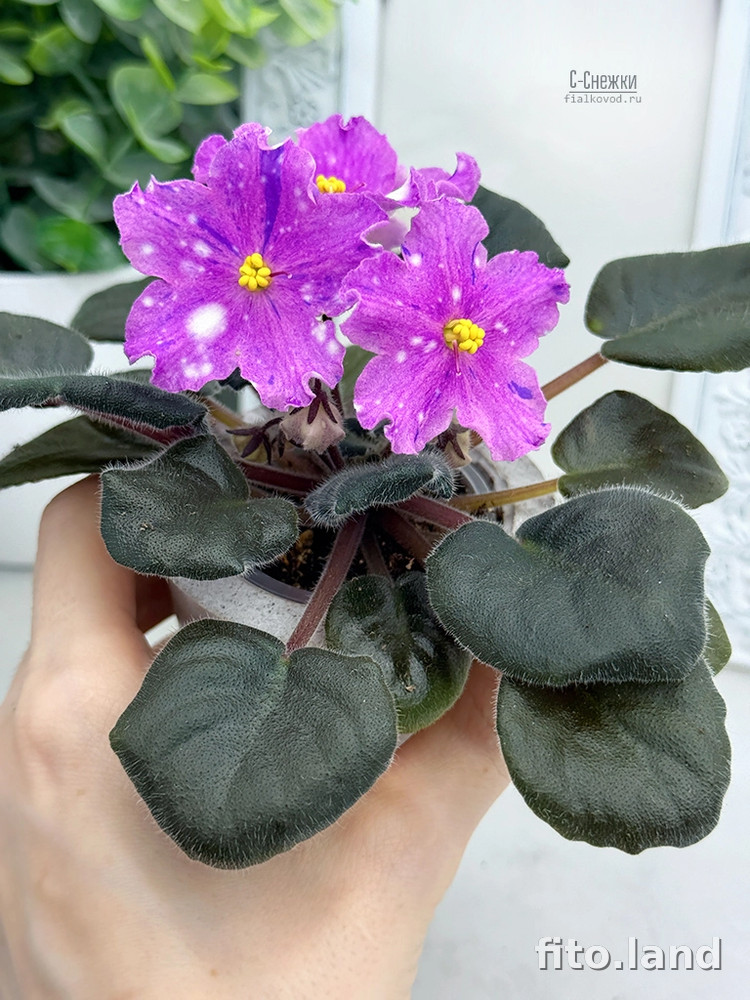 Фиалка С-Снежки (25-73), фото