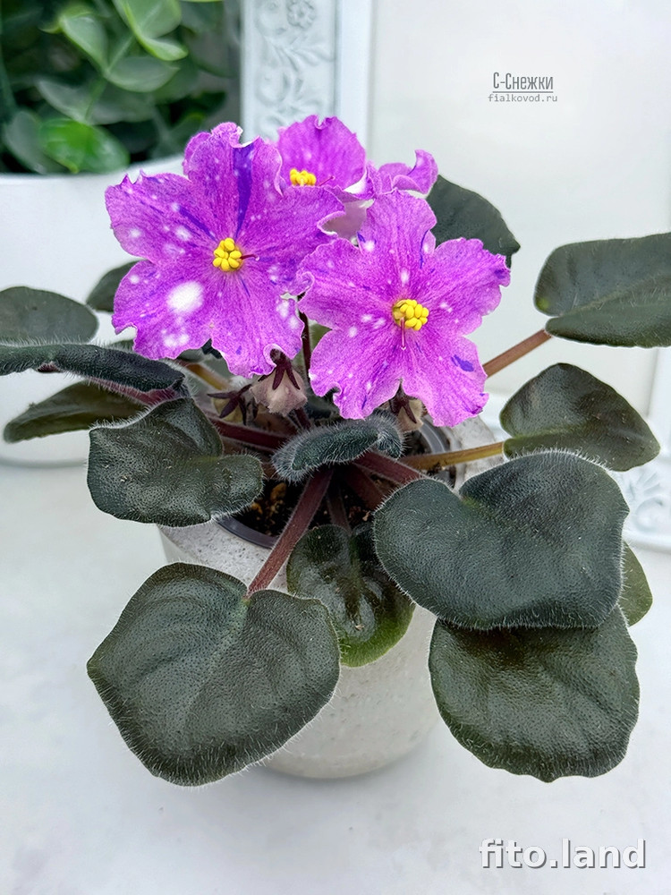 Фиалка С-Снежки (25-73), фото