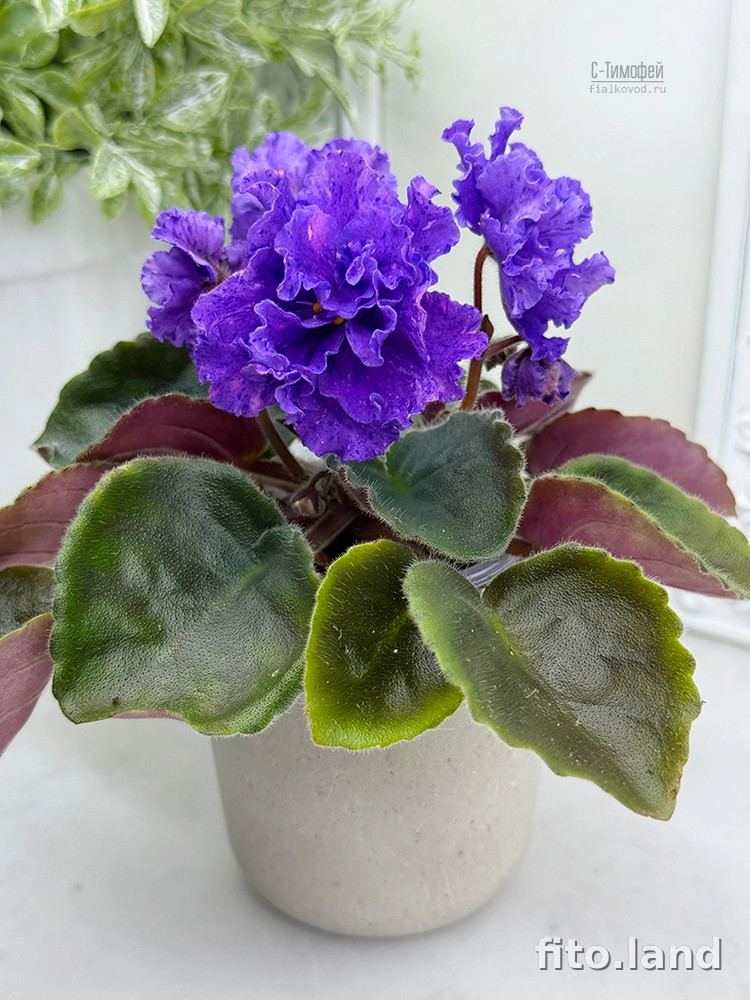 Фиалка С-Тимофей (25-66), фото