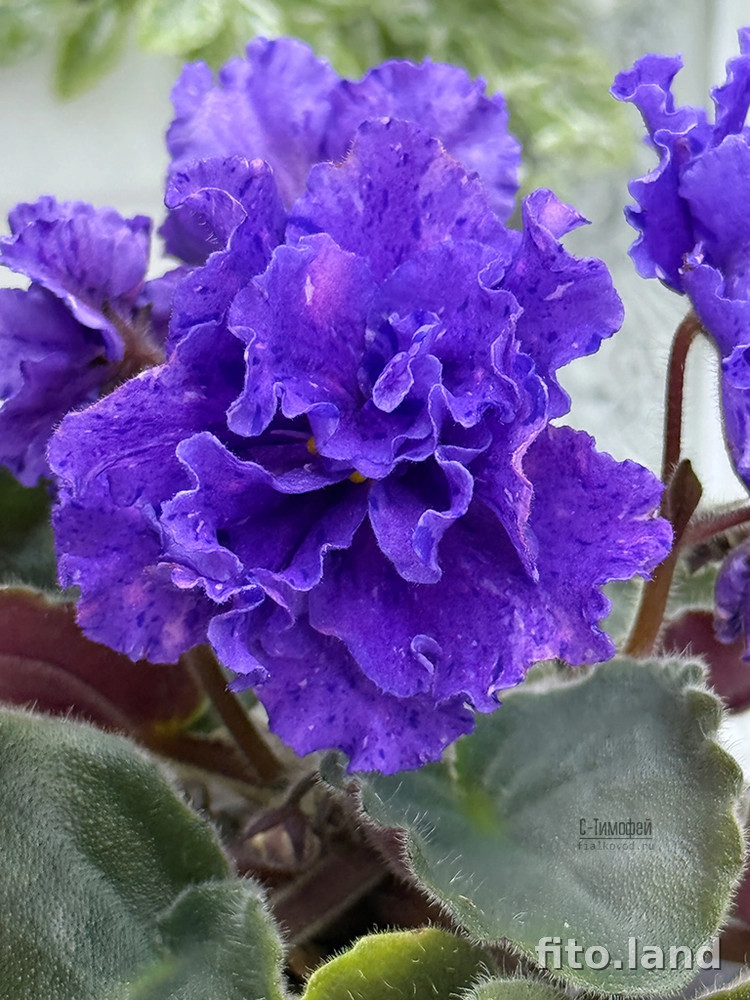 Фиалка С-Тимофей (25-66), фото