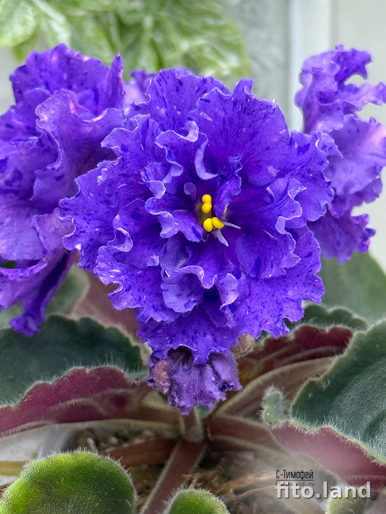Фиалка С-Тимофей (25-66), фото