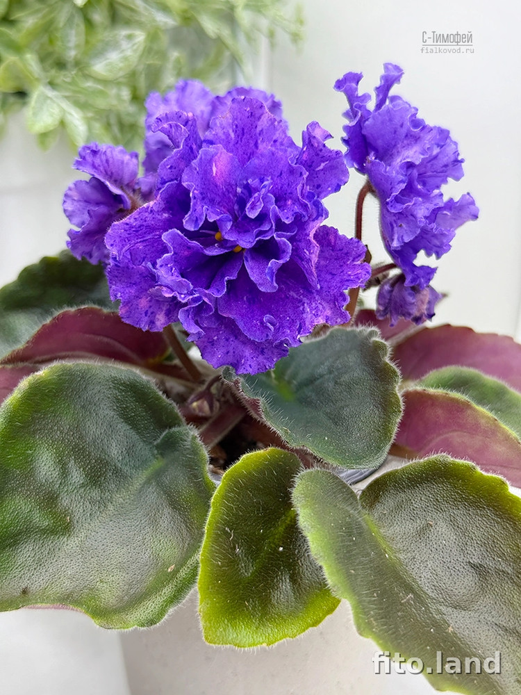 Фиалка С-Тимофей (25-66), фото