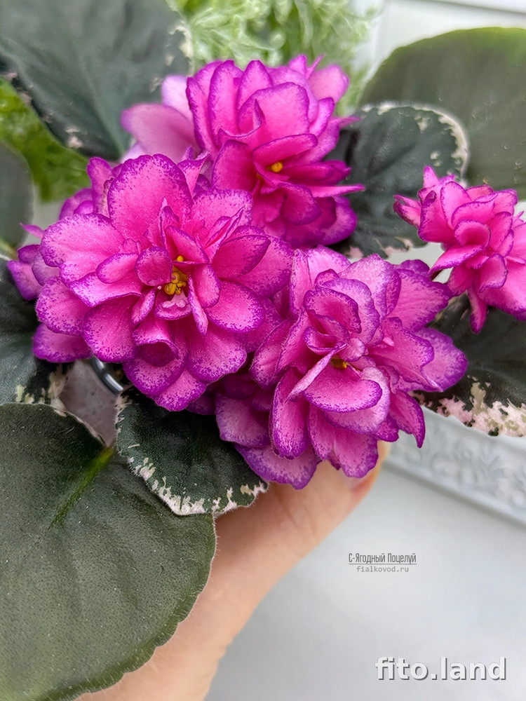 Фиалка С-Ягодный Поцелуй (25-27), фото