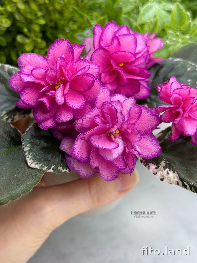 Фиалка С-Ягодный Поцелуй (25-27), фото