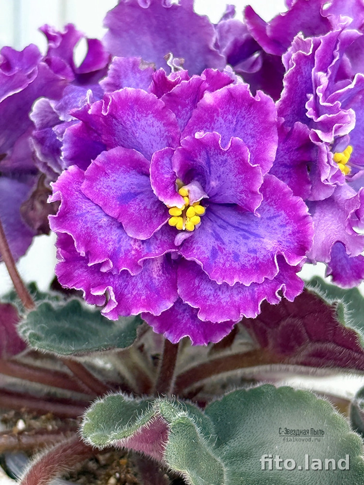 Фиалка С-Звездная Пыль (25-71), фото