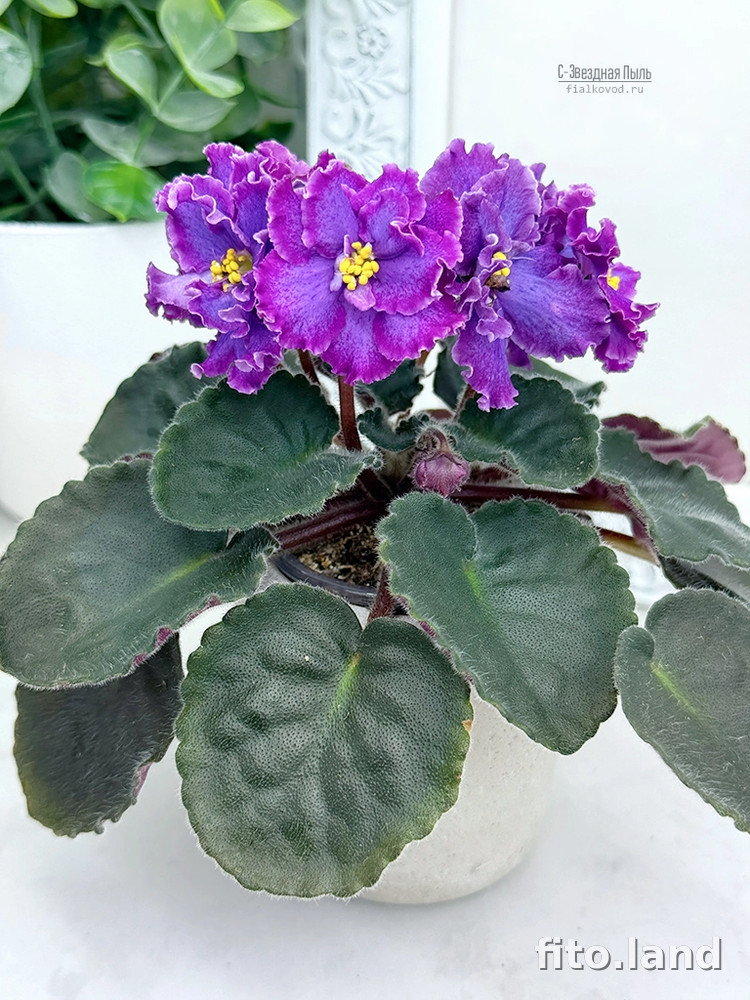 Фиалка С-Звездная Пыль (25-71), фото