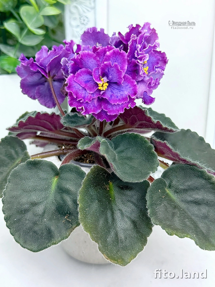 Фиалка С-Звездная Пыль (25-71), фото