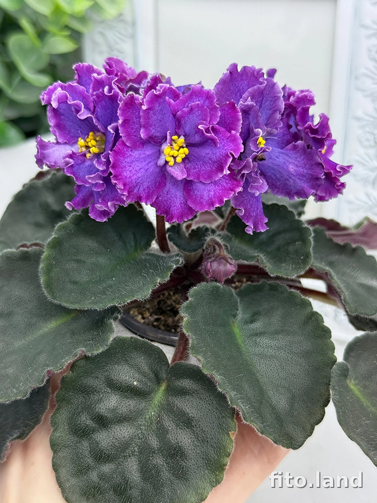 Фиалка С-Звездная Пыль (25-71), фото