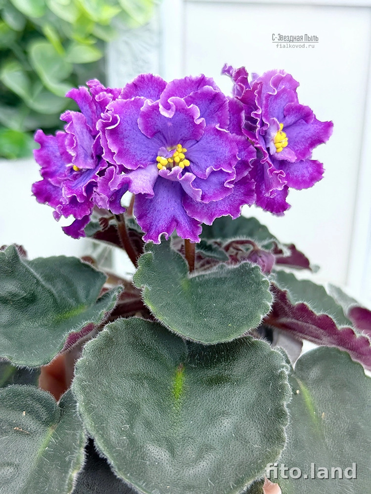 Фиалка С-Звездная Пыль (25-71), фото