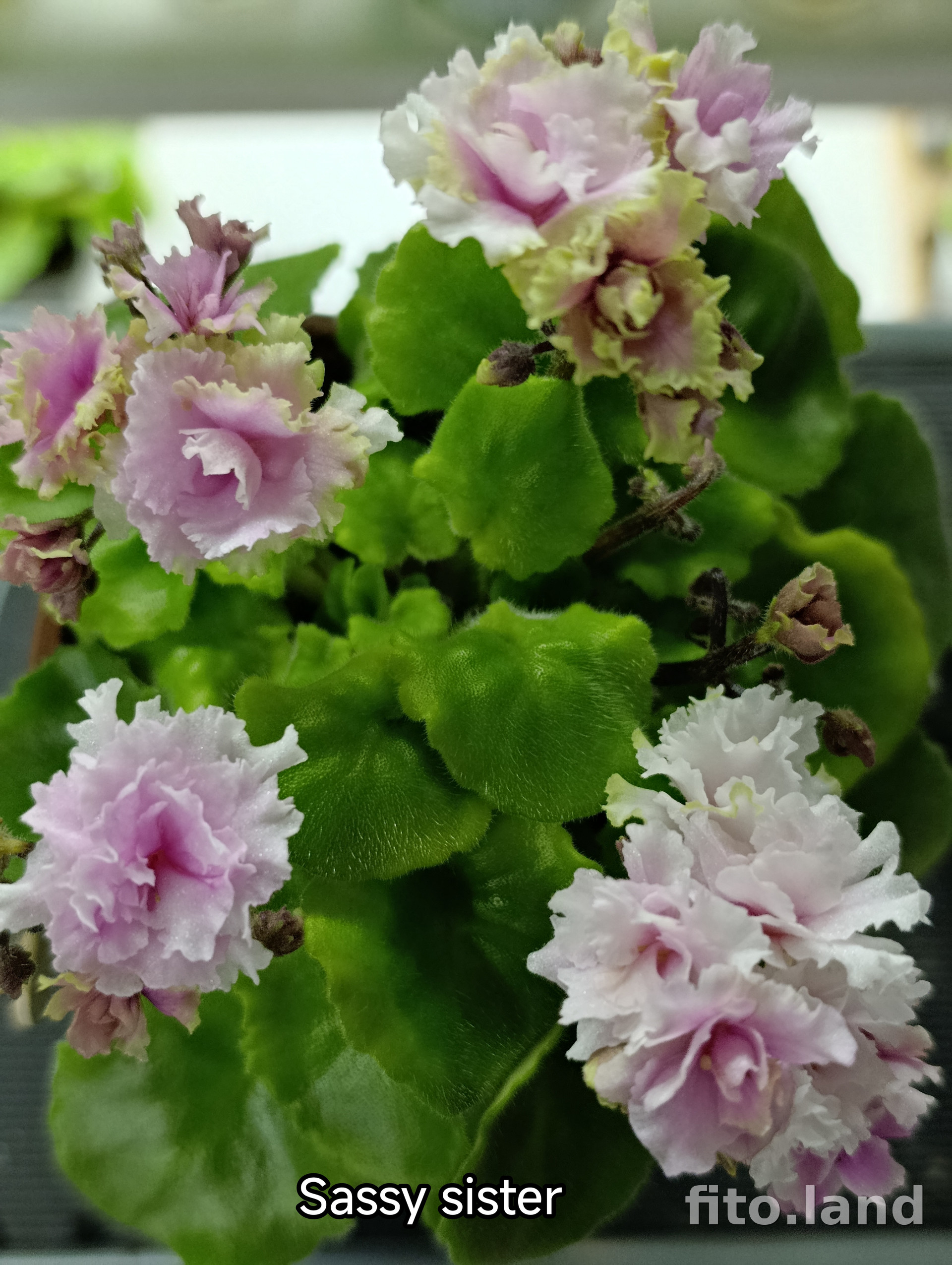 Фиалка Sassy Sister, фото