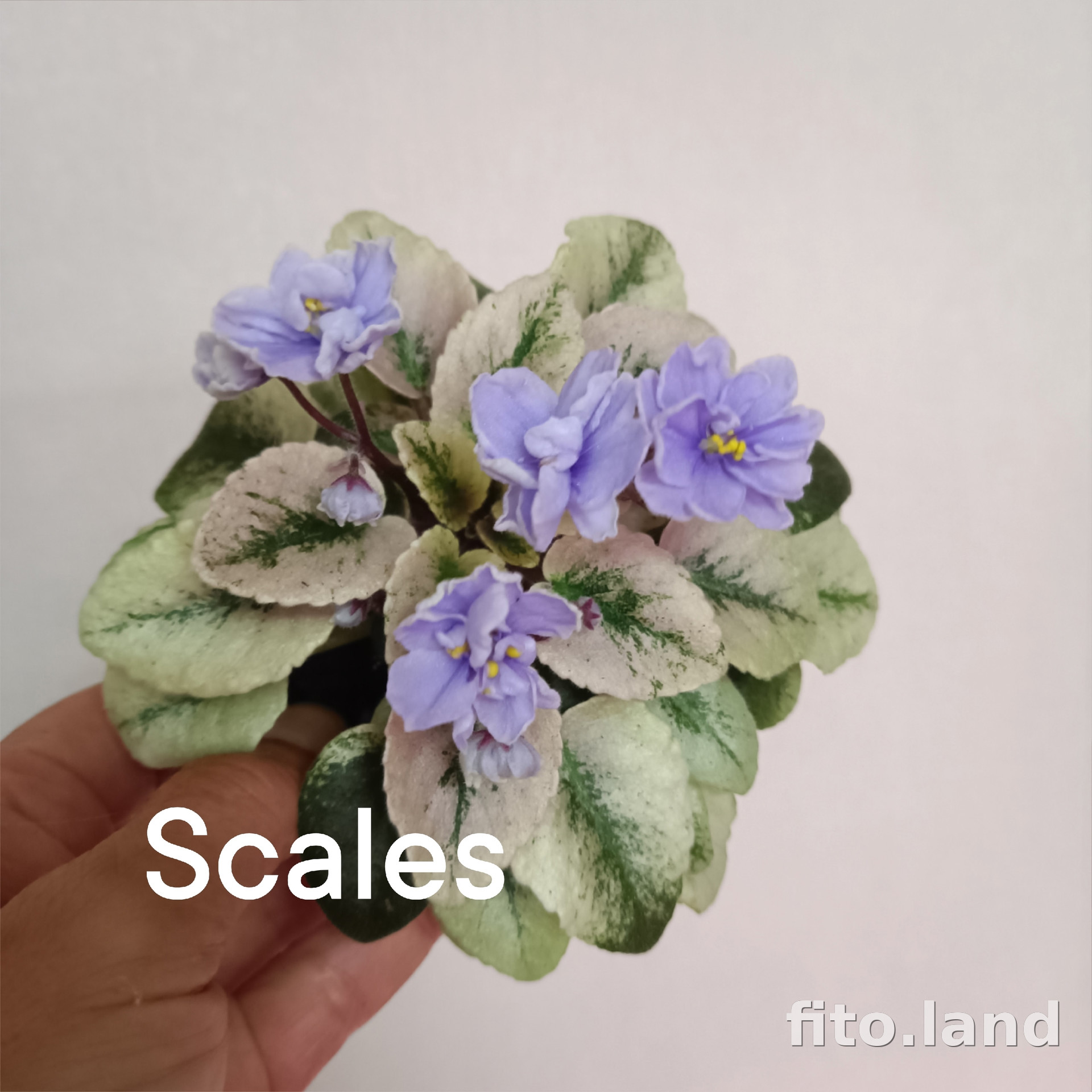 Фиалка Scales, фото
