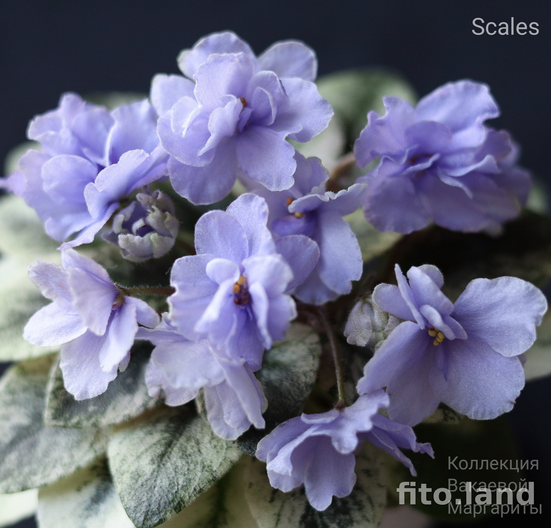 Фиалка Scales, фото