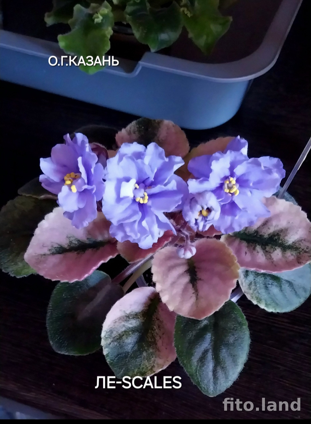 Фиалка Scales, фото