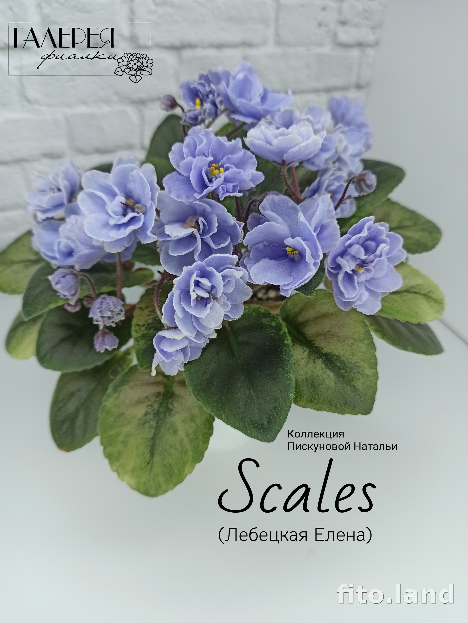 Фиалка Scales, фото