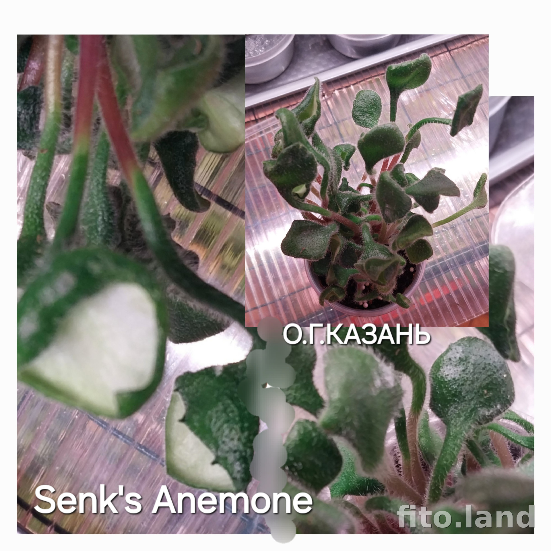 Фиалка Senk's Anemone, фото