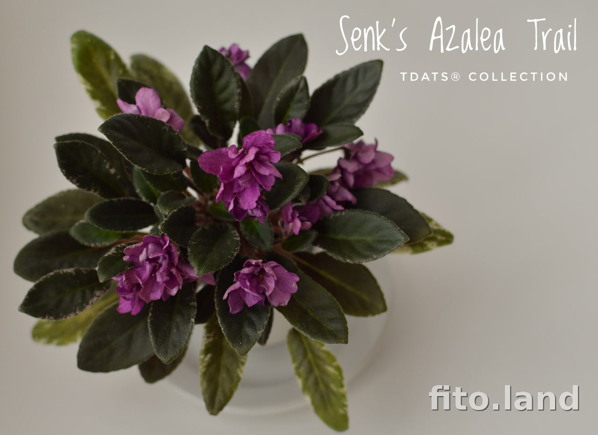 Фиалка Senk's Azalea Trail, фото