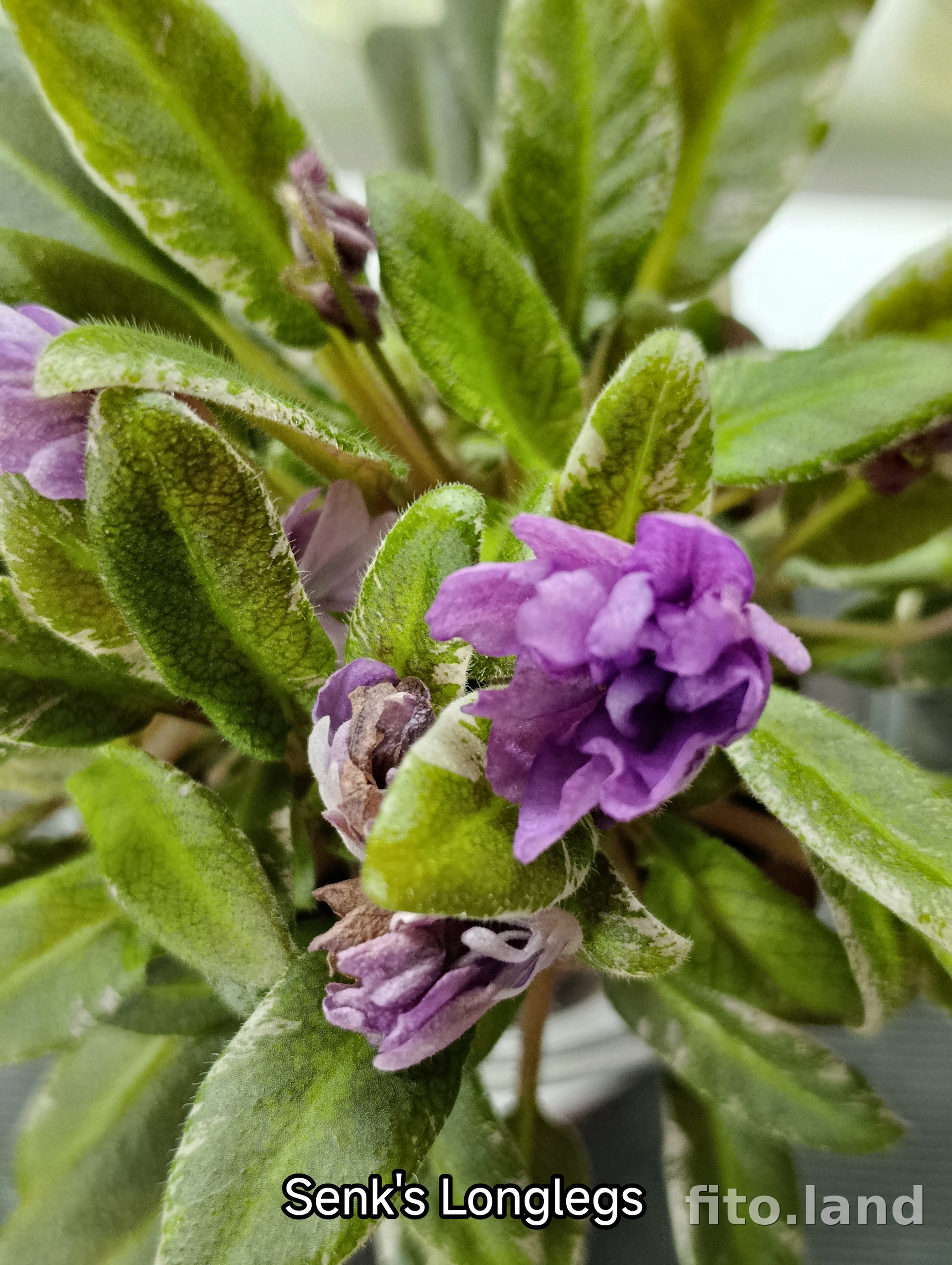 Фиалка Senk's Longlegs, фото