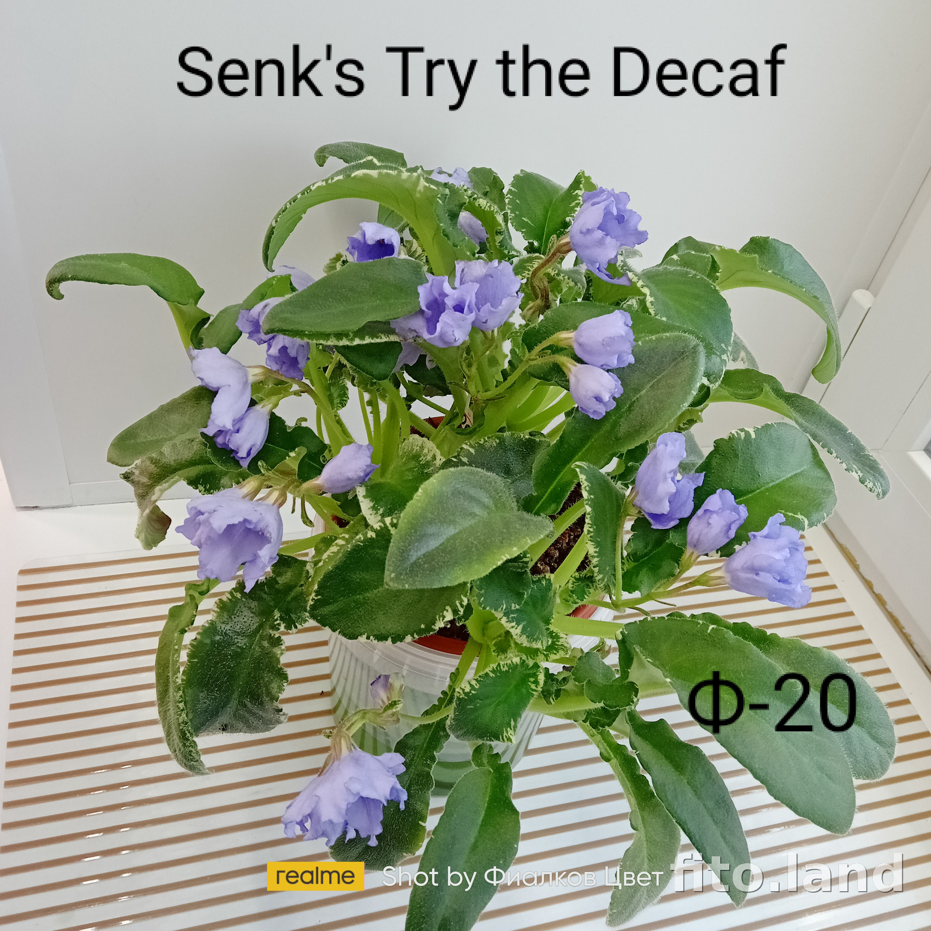 Фиалка Senk's Try the Decaf, фото