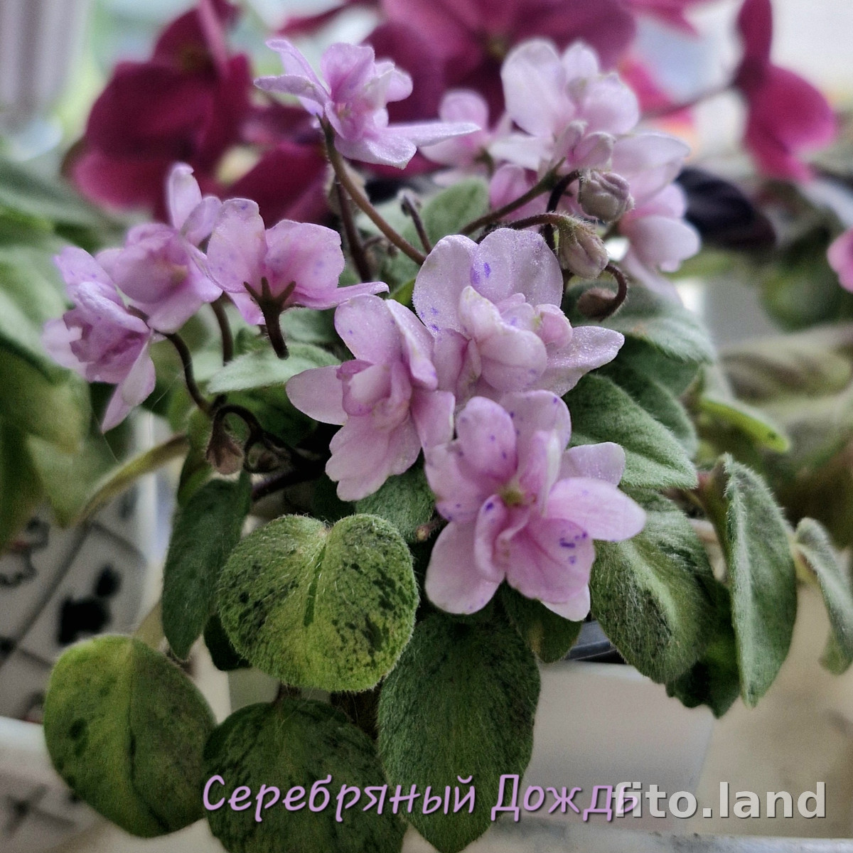 Фиалка Серебряный Дождь, фото