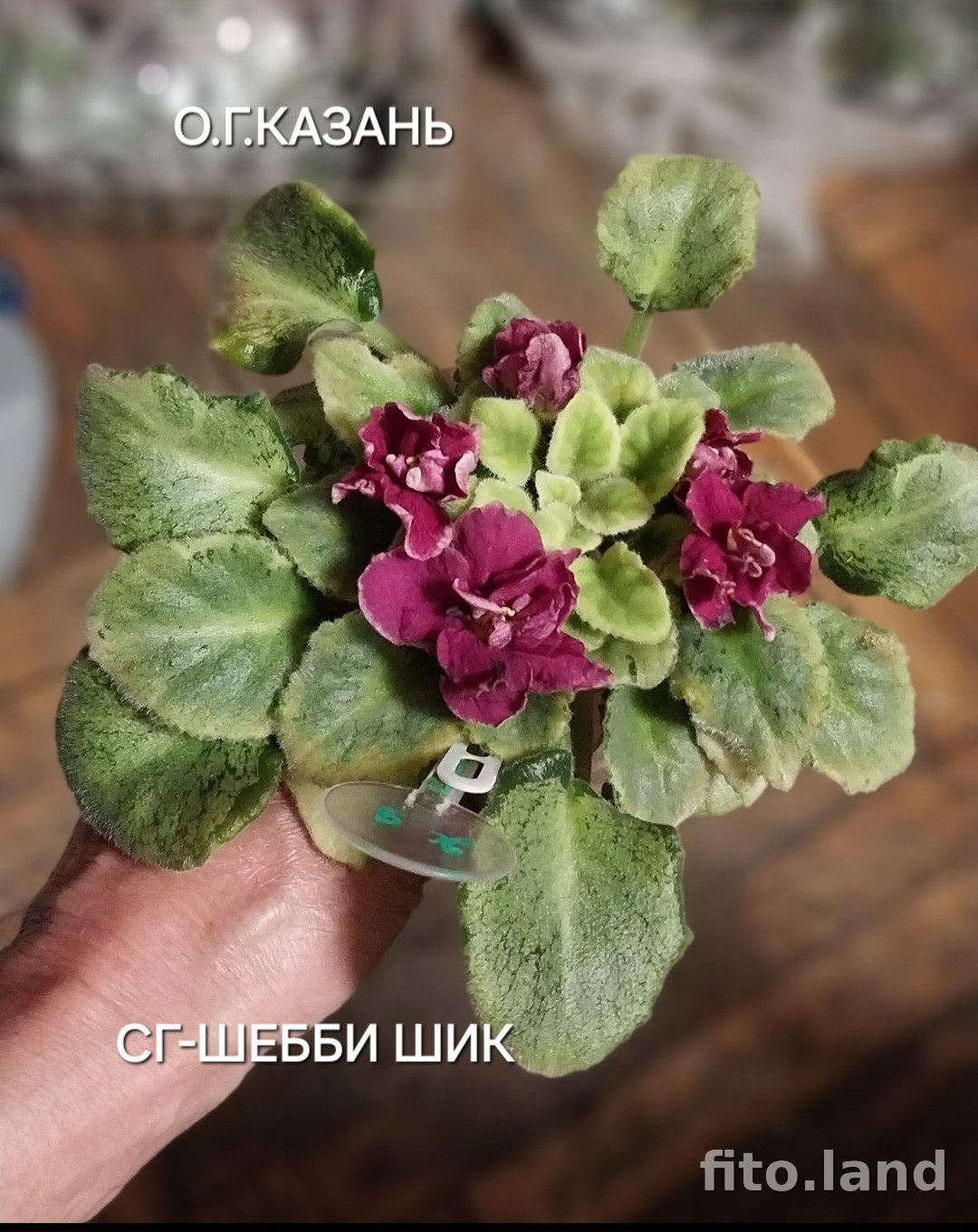 Фиалка СГ-Шебби Шик, фото