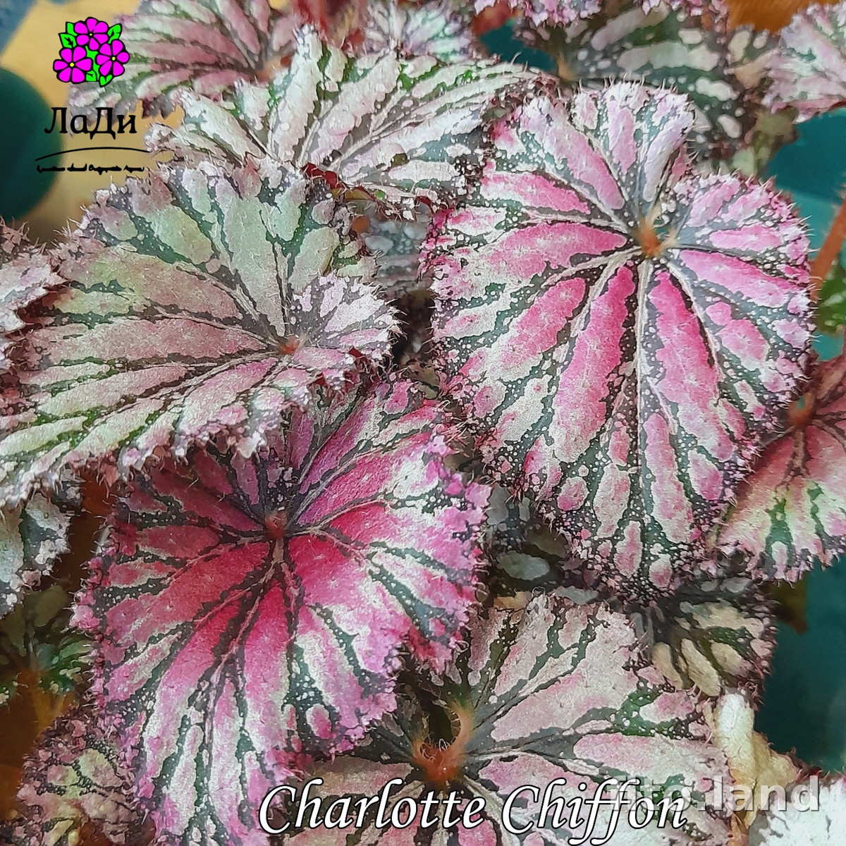 Фиалка Sharlotte Shiffon, фото