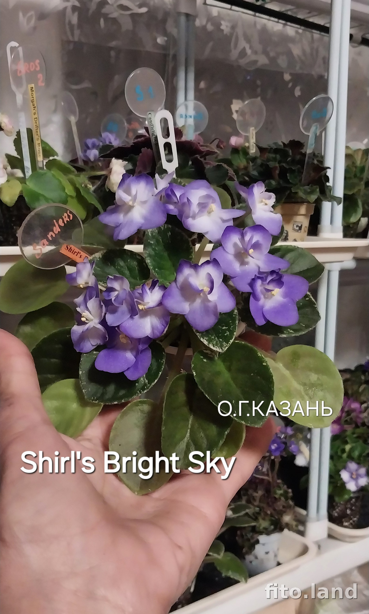 Фиалка Shirl's Bright Sky, фото