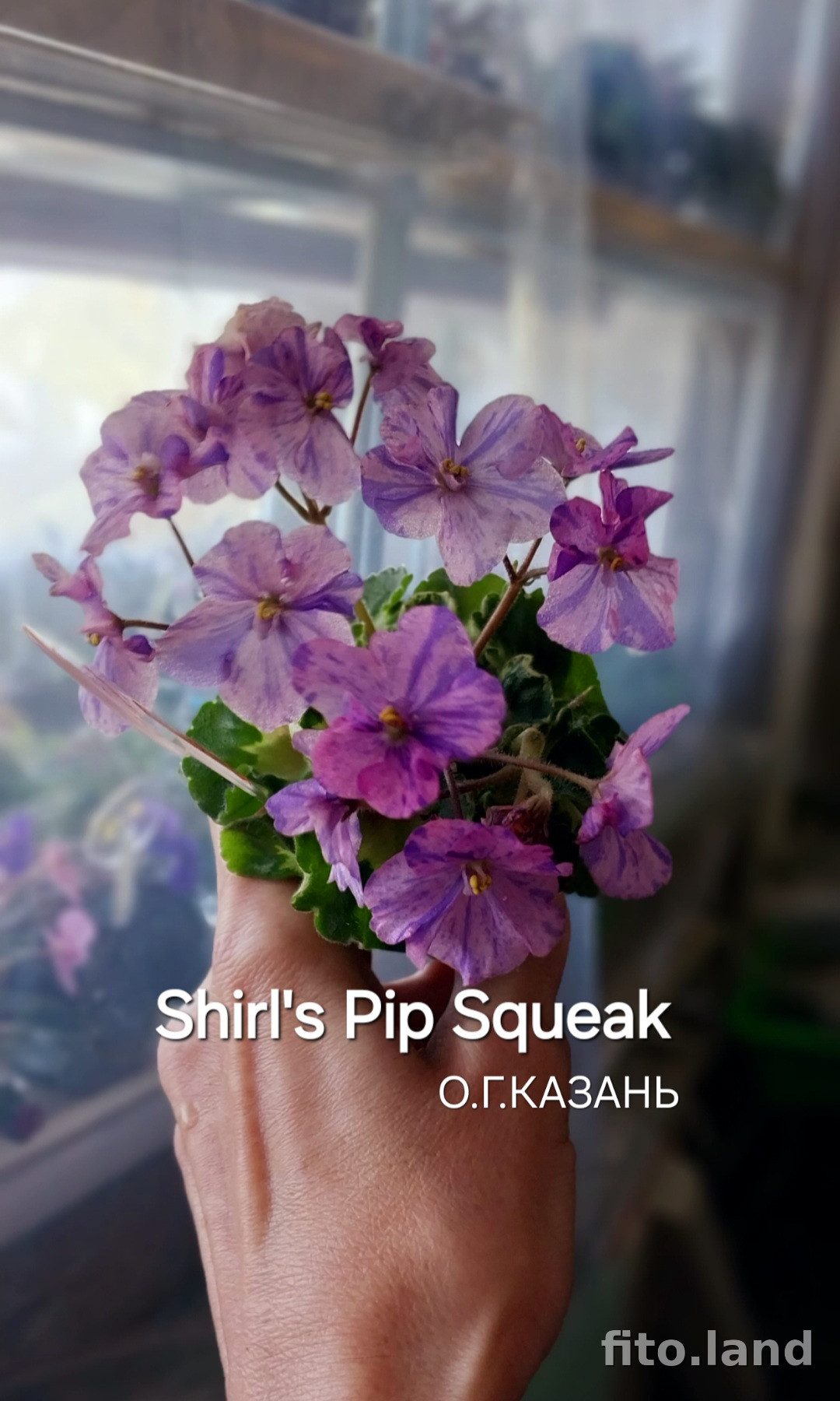 Фиалка Shirl's Pip Squeak, фото