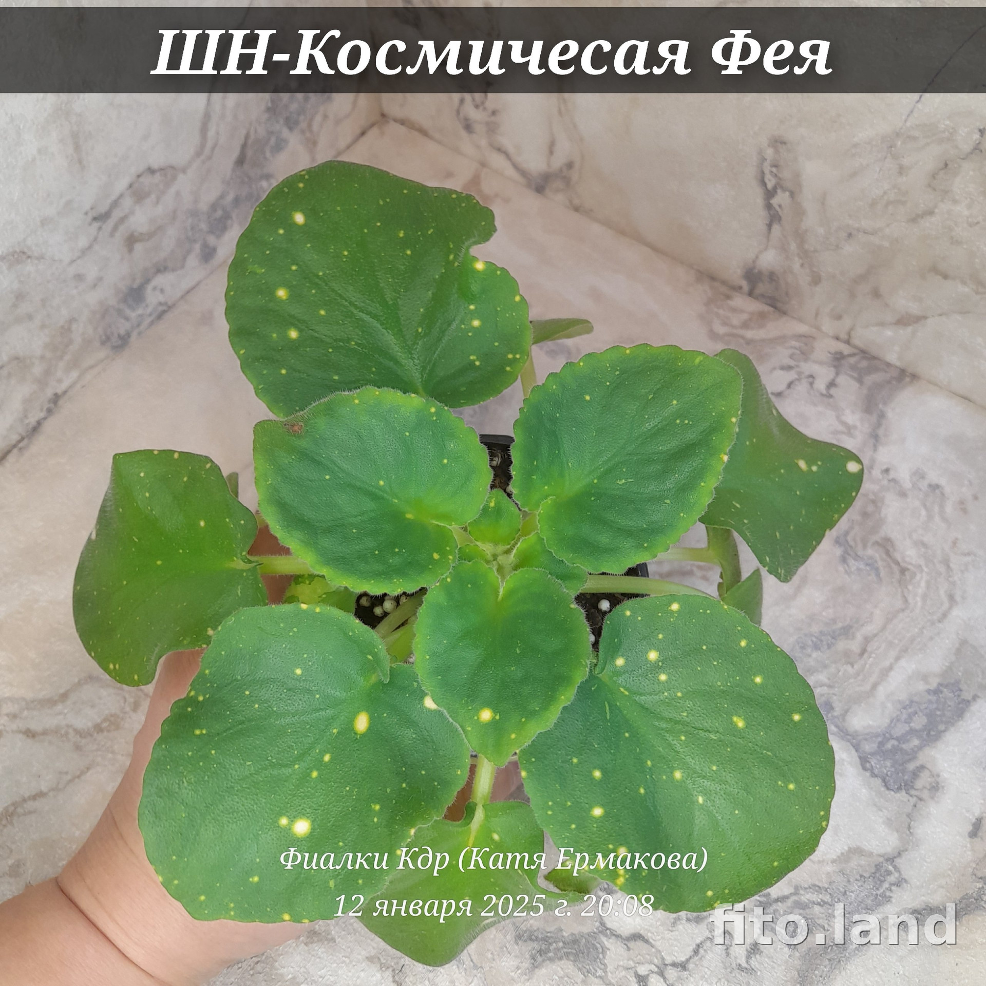 Фиалка ШН-Космическая Фея, фото