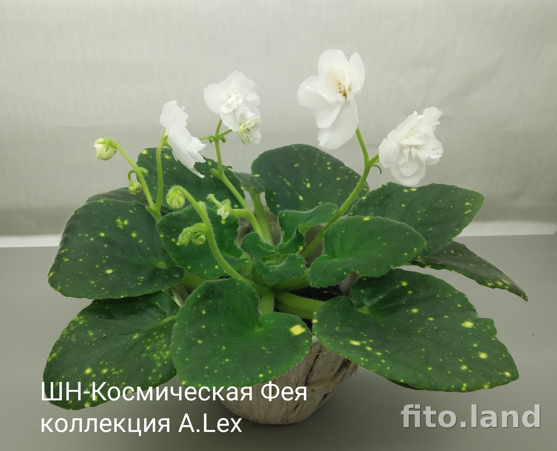 Фиалка ШН-Космическая Фея, фото