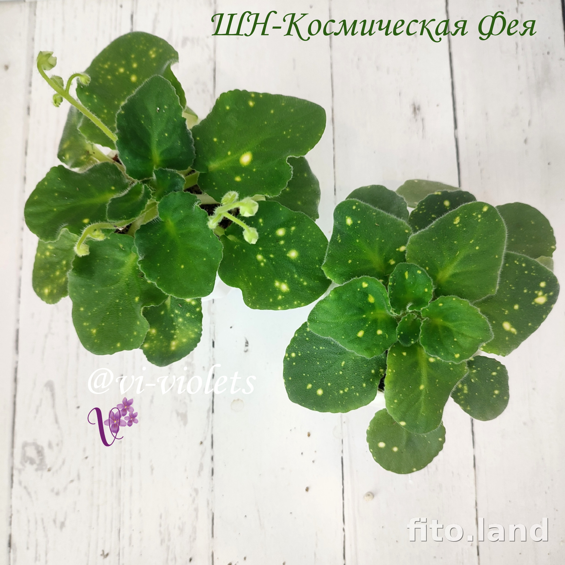 Фиалка ШН-Космическая Фея, фото