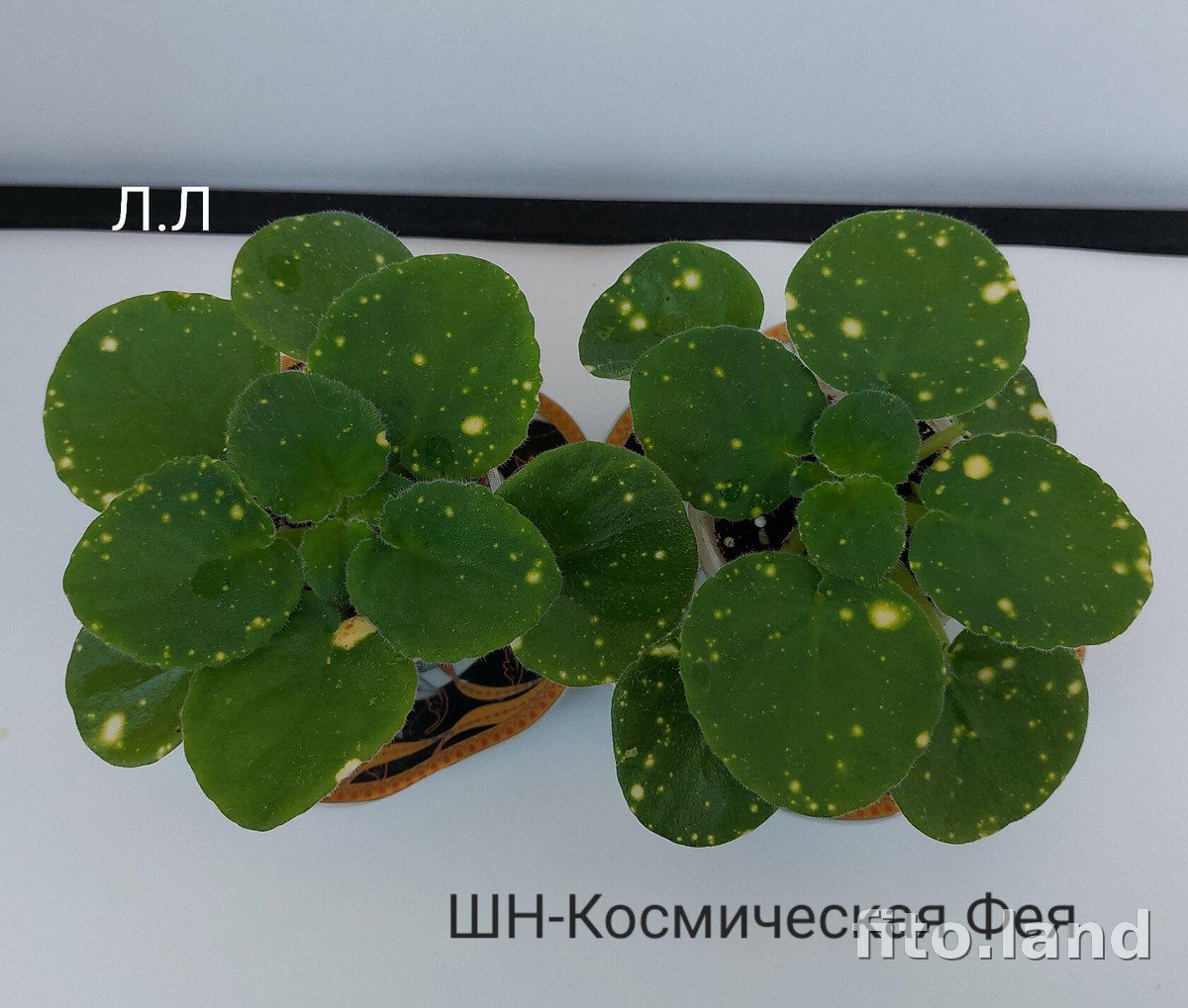 Фиалка ШН-Космическая Фея, фото