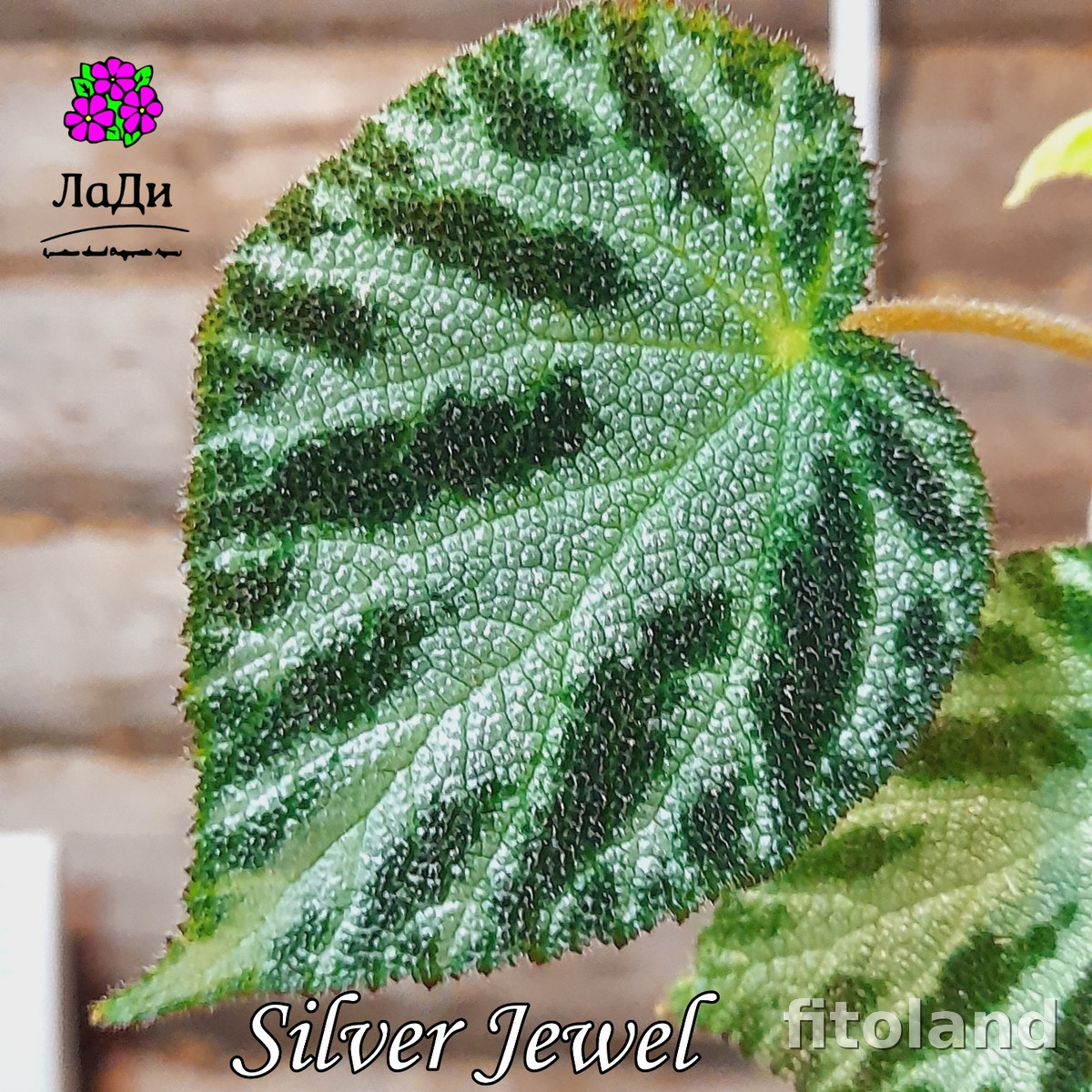 Begonia Silver Jewel, photo