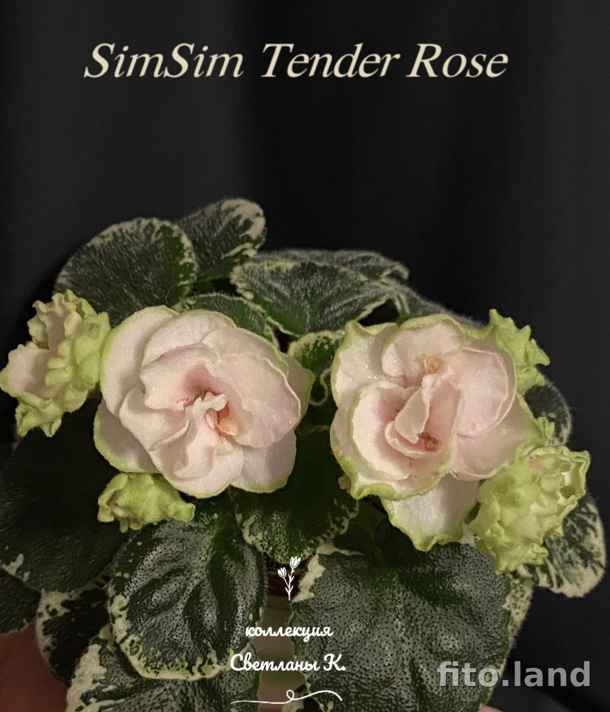 Фиалка SimSim Tender Rose, фото