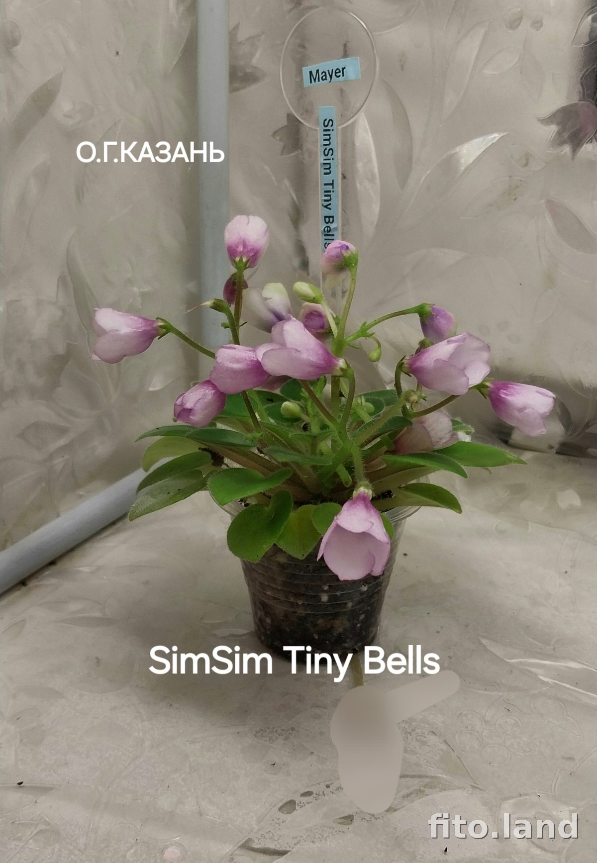 Фиалка SimSim Tiny Bells, фото