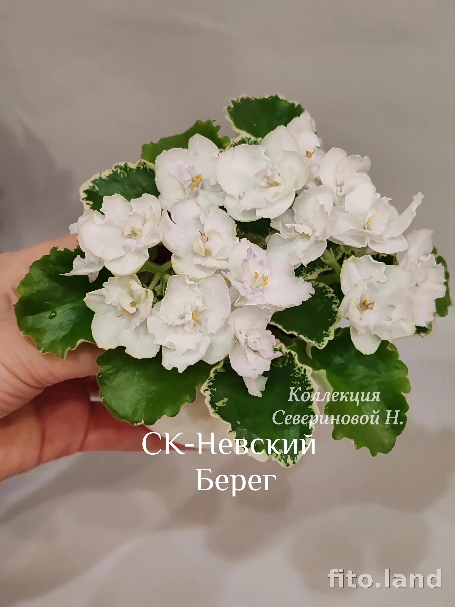 Фиалка СК-Невский Берег, фото