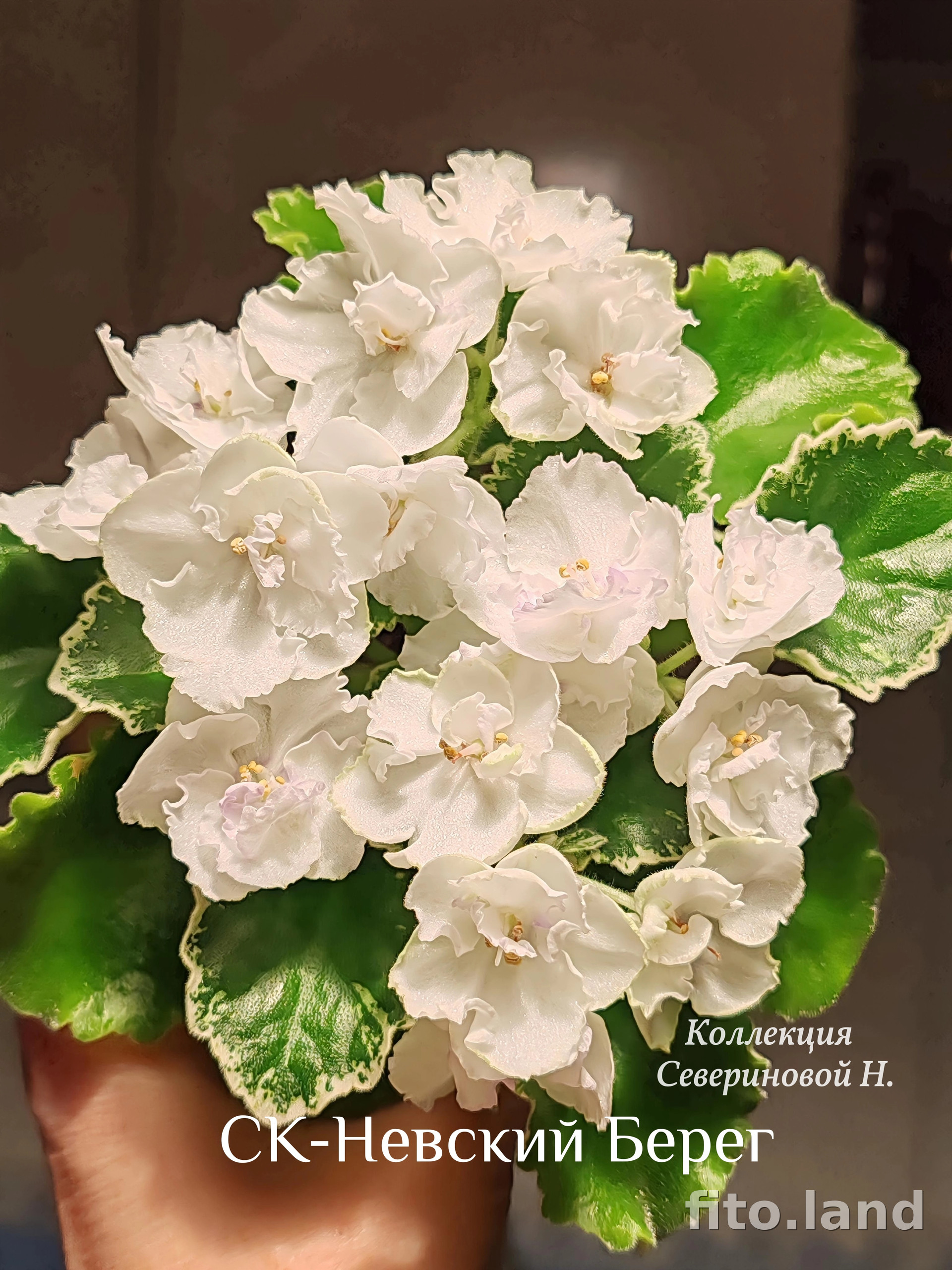 Фиалка СК-Невский Берег, фото