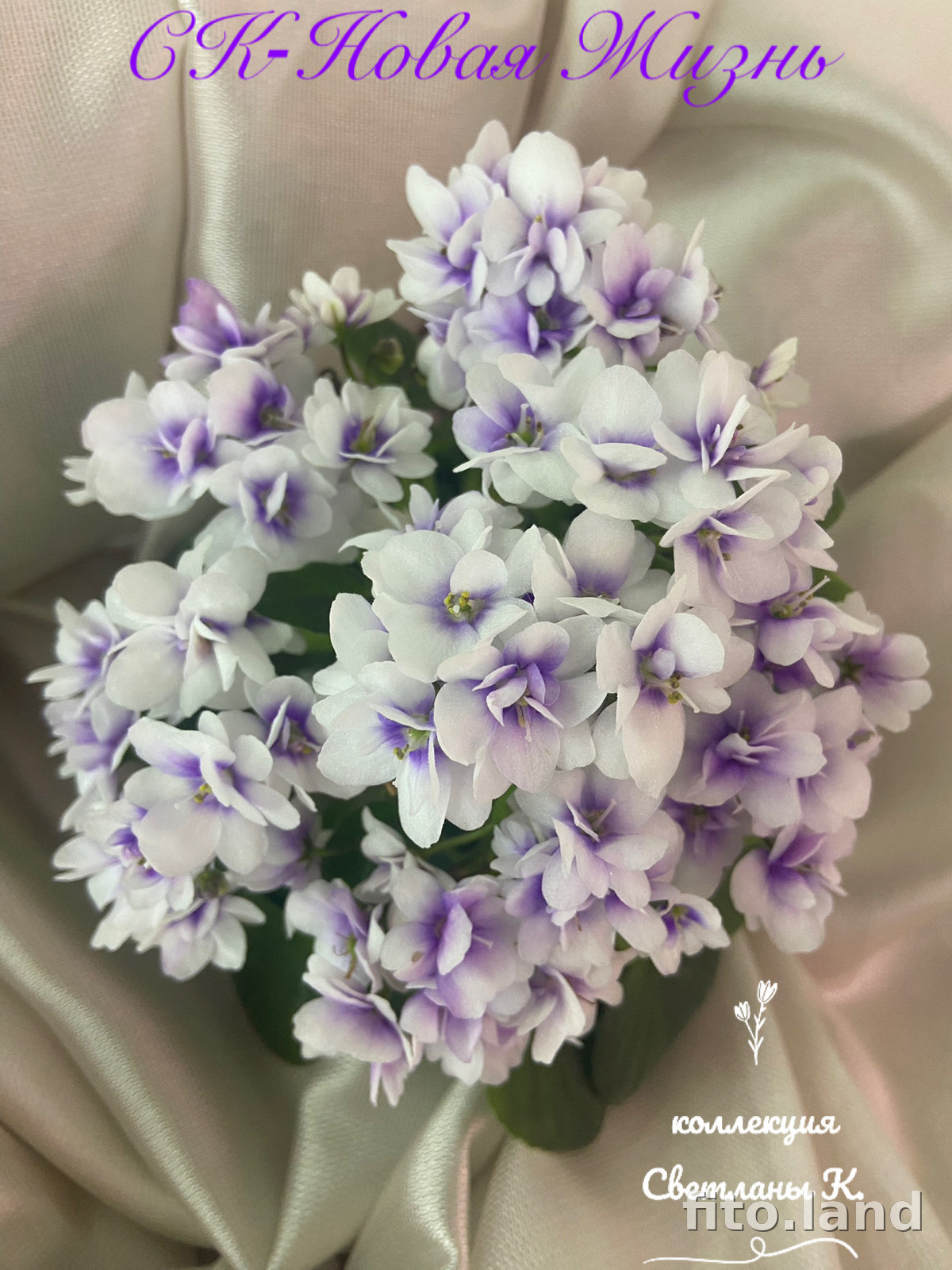 Фиалка СК-Новая Жизнь, фото