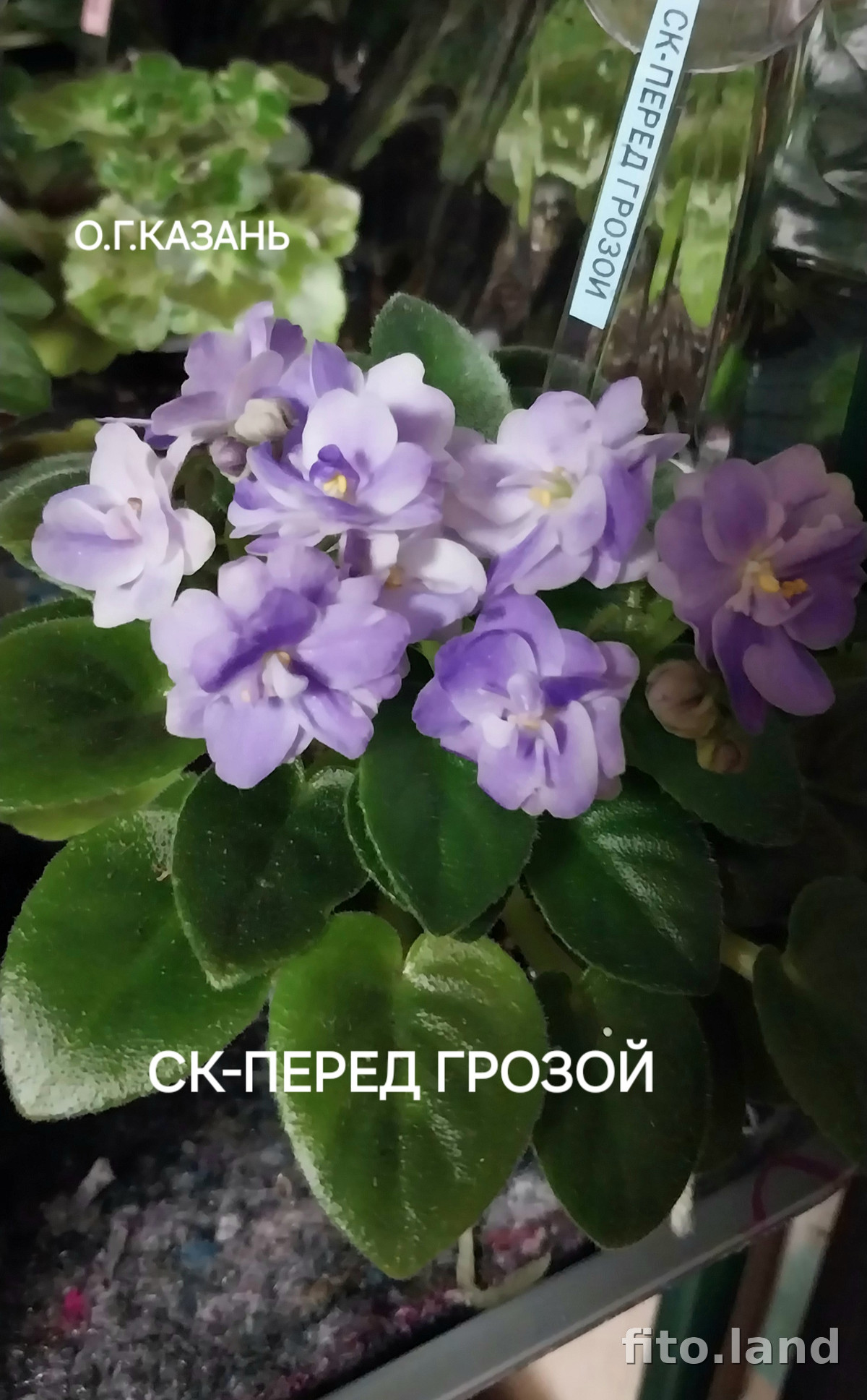 Фиалка СК-Перед Грозой, фото