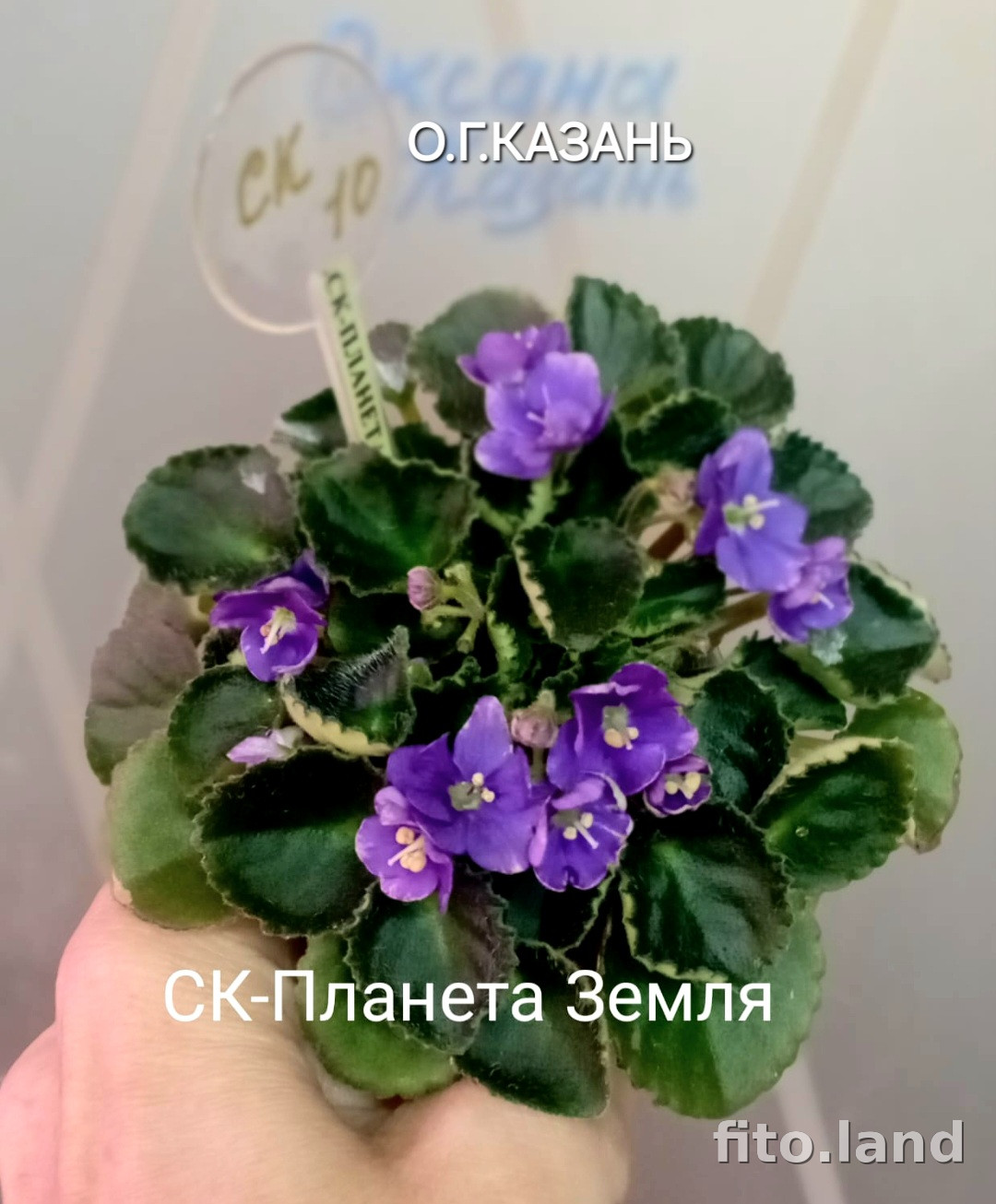 Фиалка СК-Планета Земля, фото