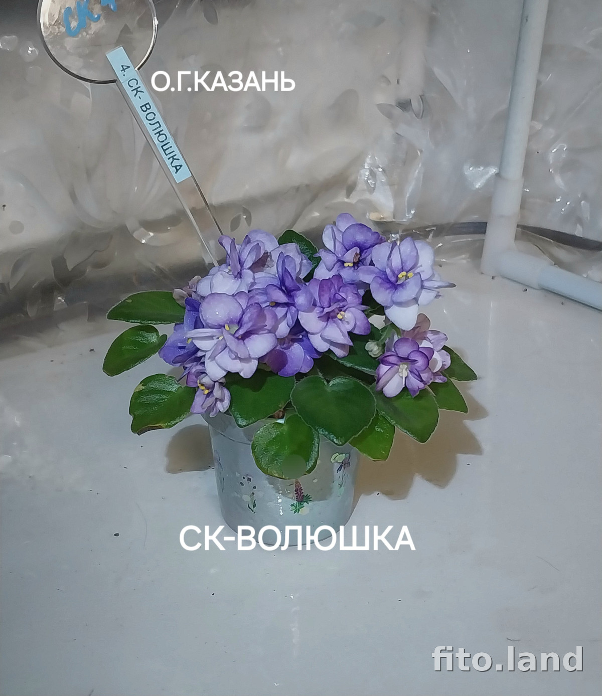 Фиалка СК-Волюшка, фото