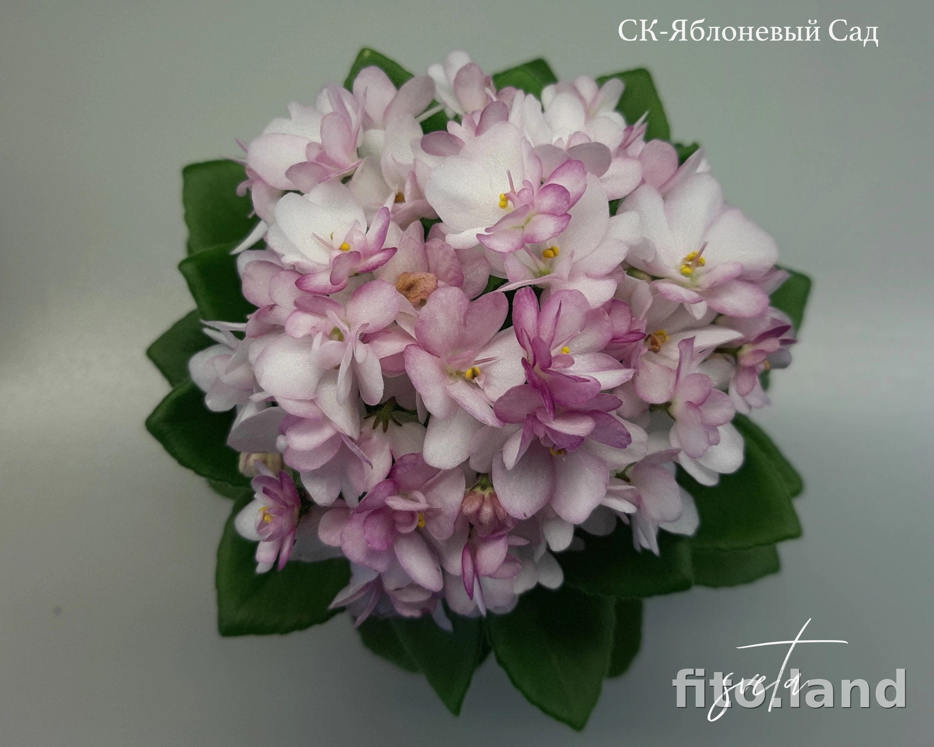 Фиалка СК-Яблоневый Сад, фото