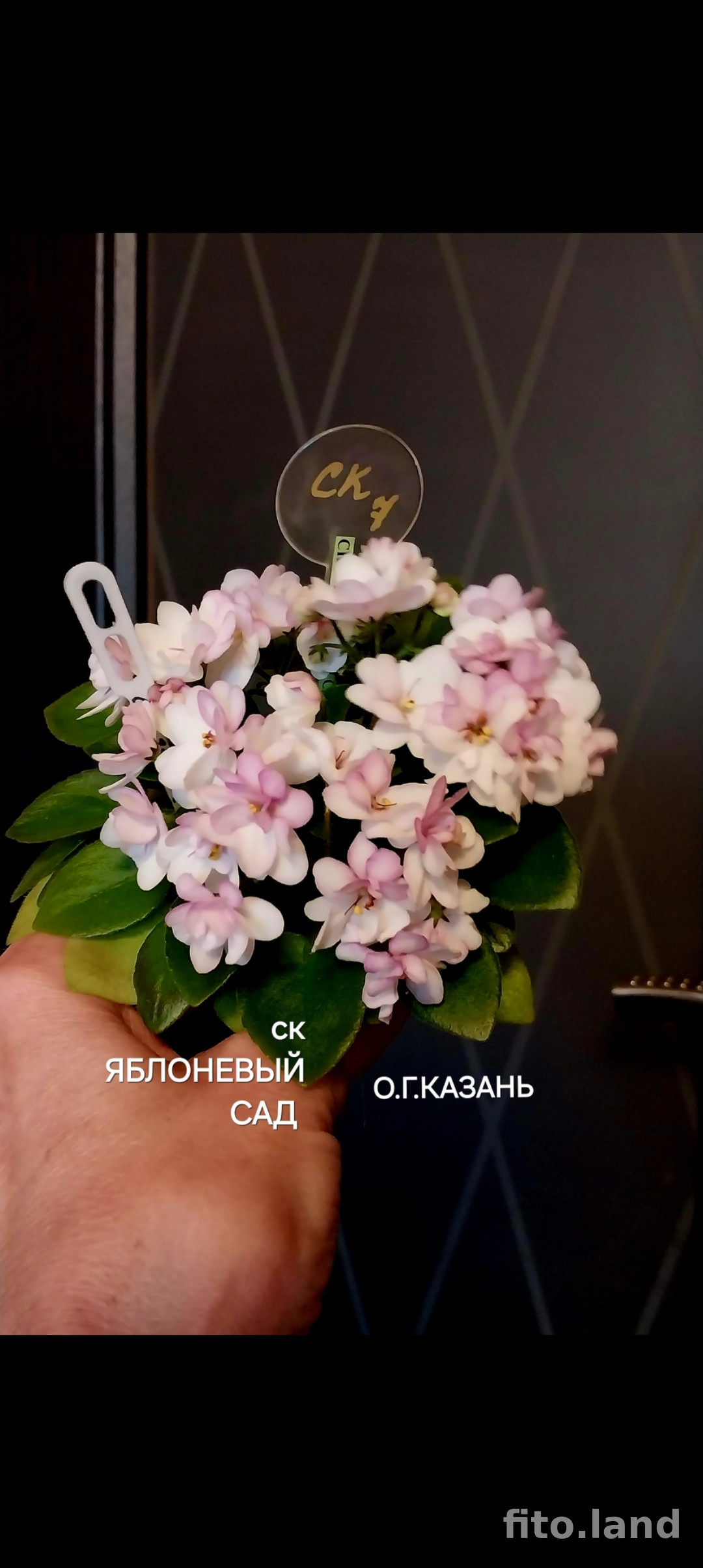 Фиалка СК-Яблоневый Сад, фото