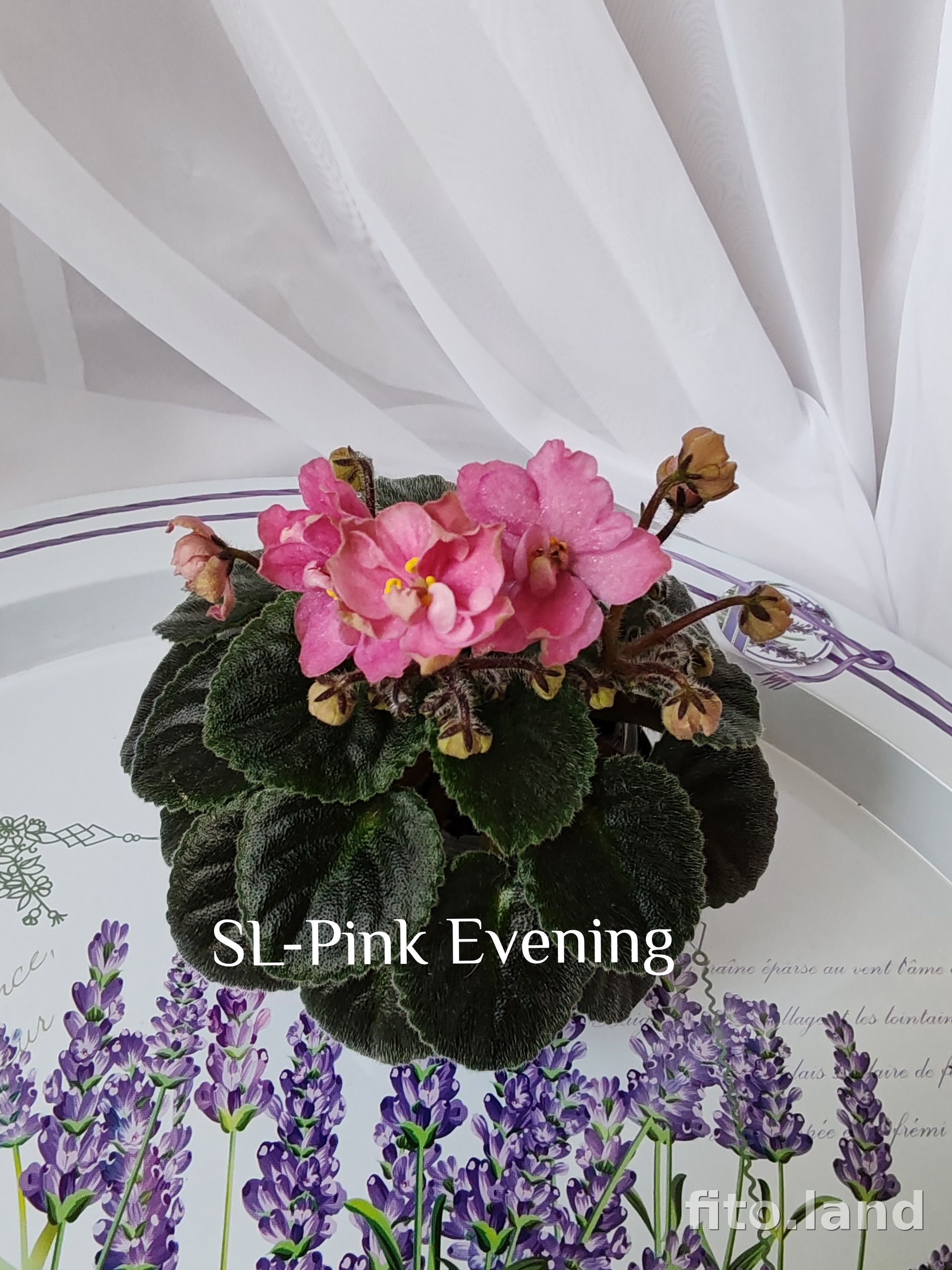 Фиалка SL-Pink Evening, фото