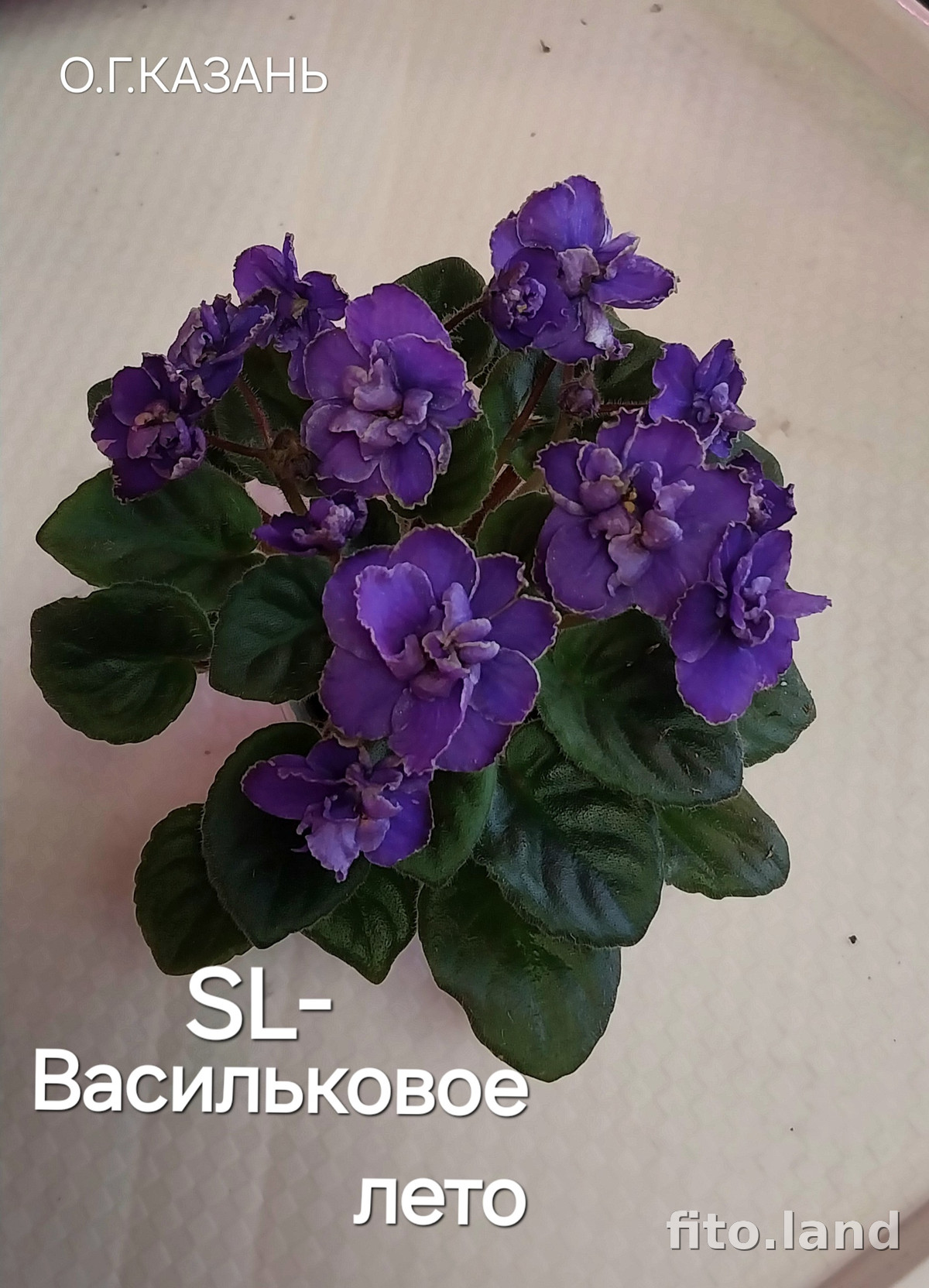 Фиалка SL-Васильковое Лето, фото