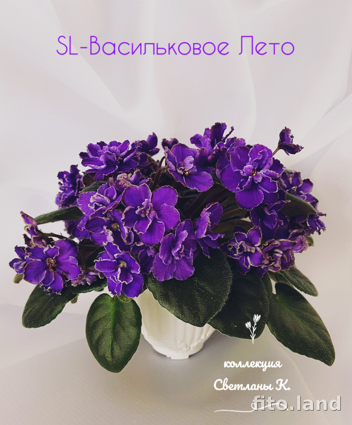 Фиалка SL-Васильковое Лето, фото