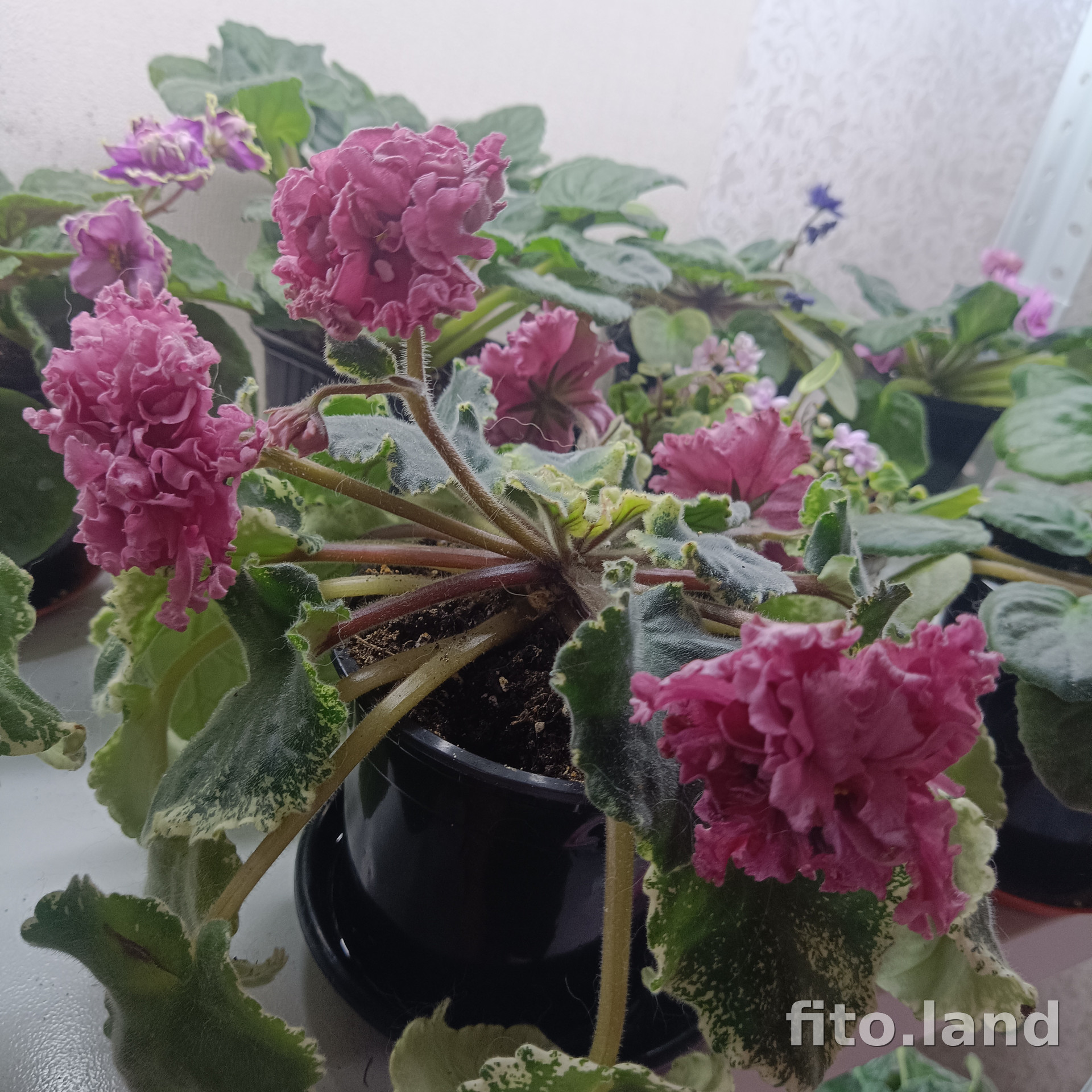 Фиалка СМ-Шикарный Мак, фото