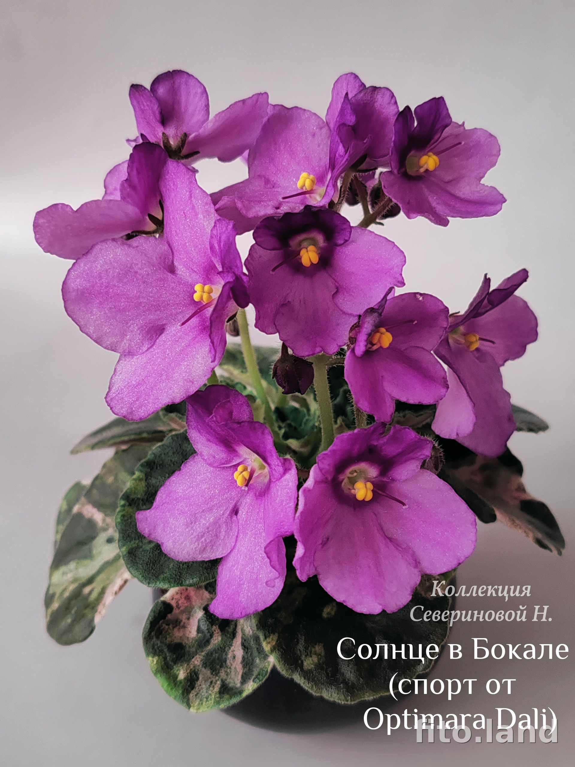 Фиалка Солнце в Бокале, фото