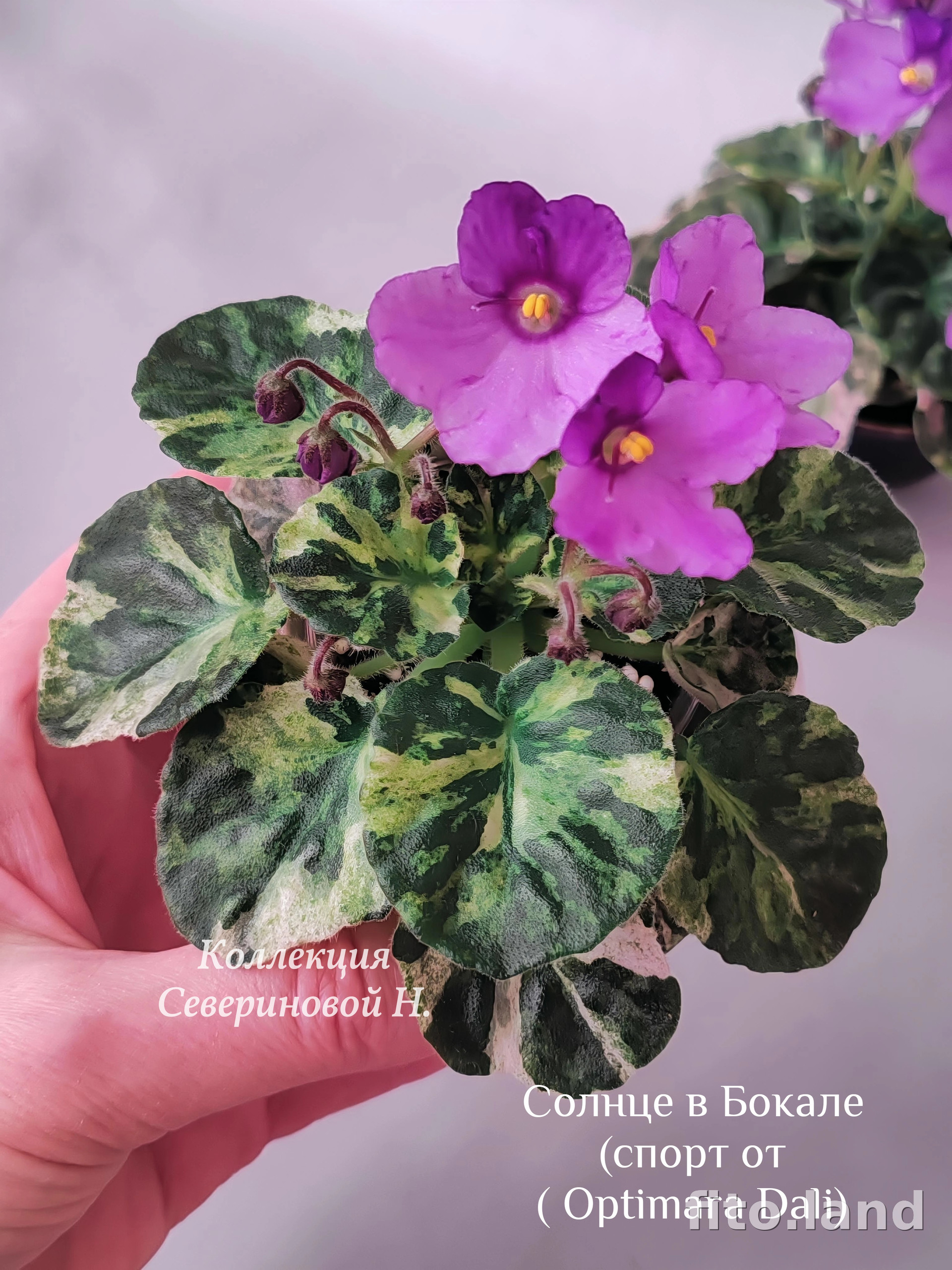 Фиалка Солнце в Бокале, фото