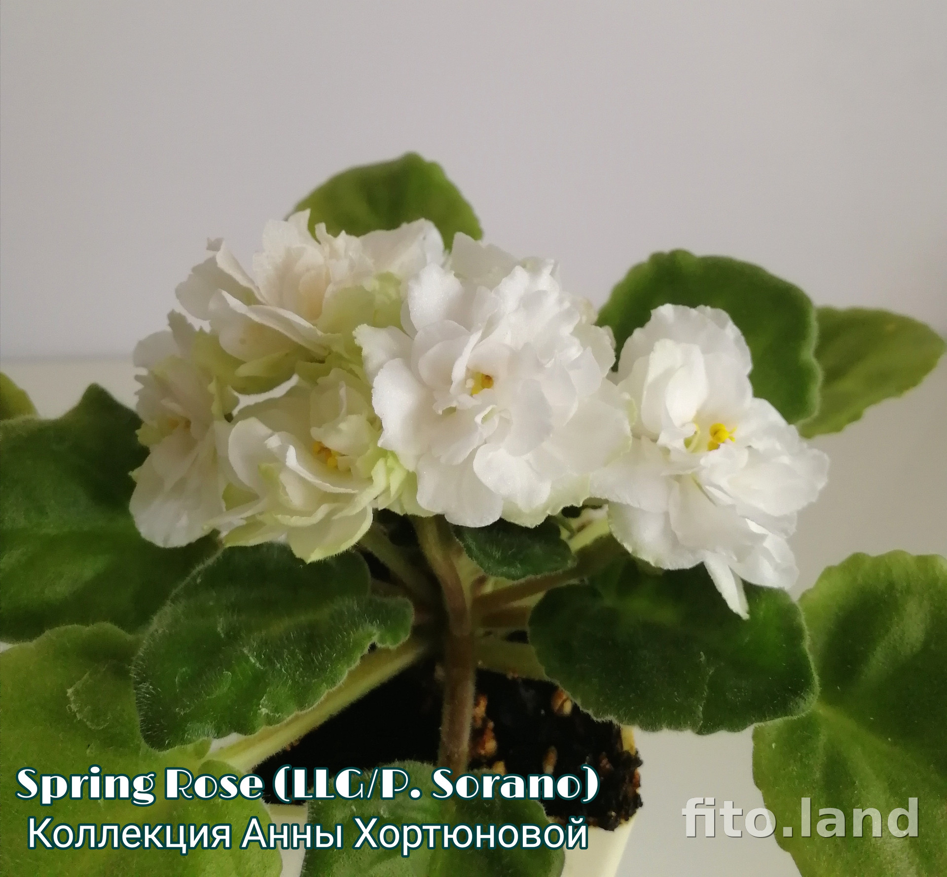 Фиалка Spring Rose, фото