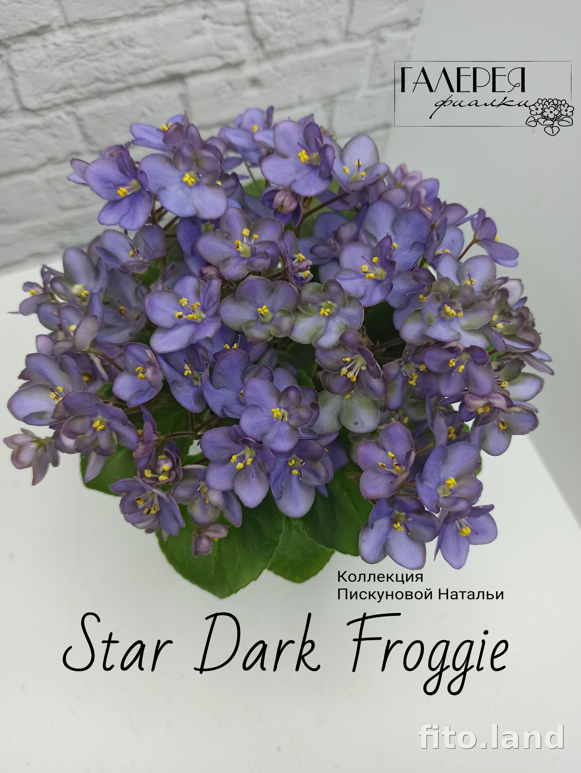 Фиалка Star Dark Froggie, фото